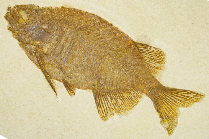 Exceptional Fish (Phareodus) Fossil - Wyoming #384486